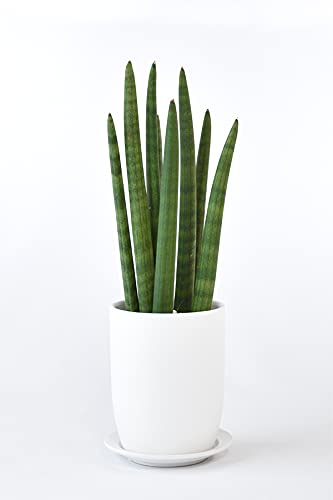 希少品種サンセベリア、スタッキー本物 Amazon｜観葉植物 本物 サンセベリア・スタッキー マット